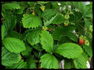 fraisier remontant varit fraise des bois 2016
