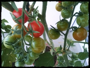 tomates cerises 2018