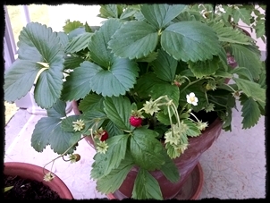 2019 Remontant Wood Strawberry, Small Fruits -- With Some Large Fruits