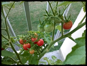 tomates cerises 2019