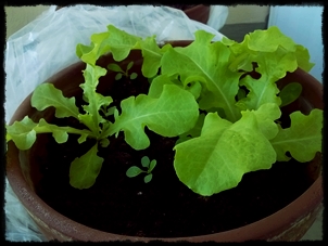 2016 Remontant Harvesting Lettuce