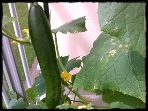 2017 Largest cucumber ever on our balcony