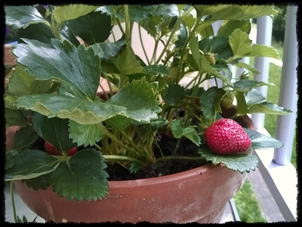 2018 Remontant Wood Strawberry, Large Fruits