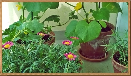 un mlange de plantes fleuries et de lgumes fournit d'agrables ensembles sur un balcon